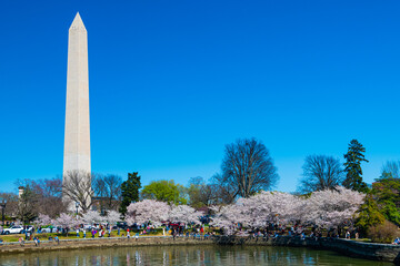 Washington Monument, Tidal Basin and cherry blossom trees in spring, Washington D.C.