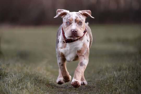 Biegnący Szczeniak rasy american bully 