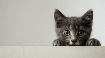 A shy gray Shorthair kitten peering timidly from behind a white table, muted tones real photo, stock photography - obrazy, fototapety, plakaty