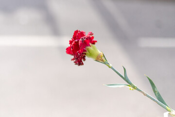 Cravo vermelho que simboliza os 50 anos do 25 de Abril e o fim da ditadura