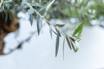 Folhas de oliveira na árvore com fundo branco