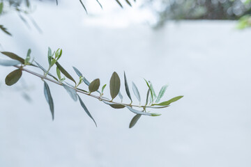 Folhas de oliveira na árvore com fundo branco