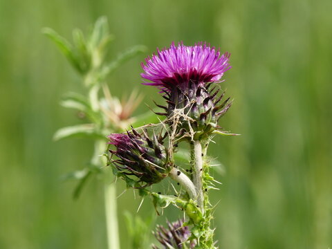 violet/purple color thistle thorn flowers with blurred green background stock photo