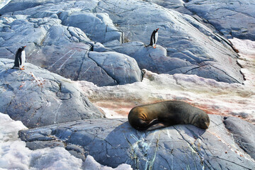 View of Antarctica with gentoo penguin and fur seal