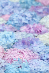 Hydrangea Flowers in the Rain