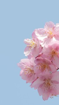 Cherry blossoms in Japan. Slow motion. Sakura