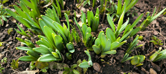 Early spring leaves agriculture botany snowdrops ground sprout nature gardening greenery outdoors