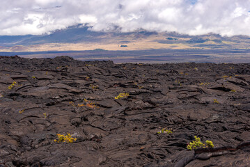 lava mauna loa