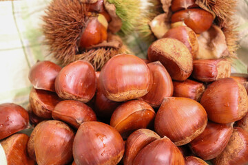 モンブランを作るため収穫した山盛りの栗の実、秋の木の実