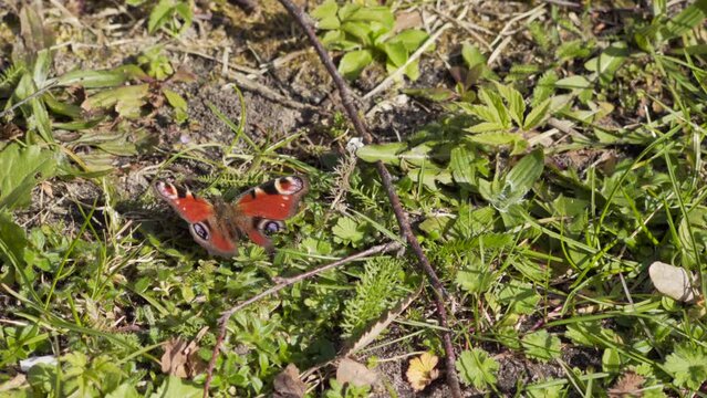 European peacock (Aglais io), noble butterfly, spotted butterfly, butterfly warms itself in the spring sun, Genthin, Germany, Europe