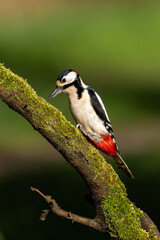 Buntspecht / Vogel / Specht