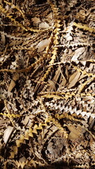 autumn leaves on the ground background