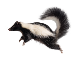 Skunk jumping pose on isolated background