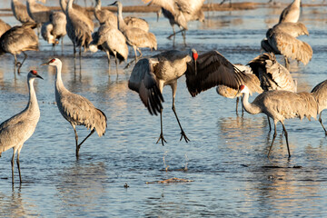 Sandhill cranes (Grus canadensis) in Platte River dancing;  Crane Trust;  Nebraska - 772653165