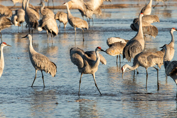 Sandhill cranes (Grus canadensis) in Platte River dancing;  Crane Trust;  Nebraska - 772653328