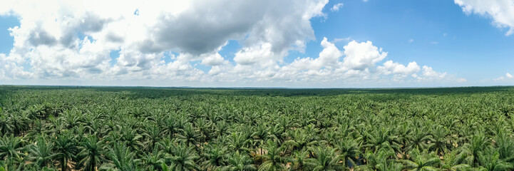 Fototapeta na wymiar Panorama view of palm oil plantation At Sandakan Sabah, Borneo. Aerial view