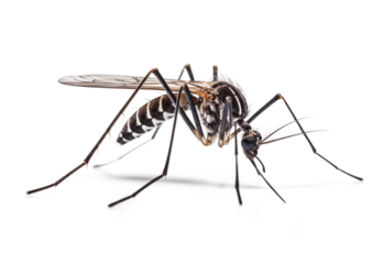 Mosquito, side view on isolated background