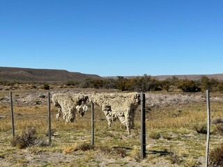 Cuero de oveja en campo de la Patagonia argentina 