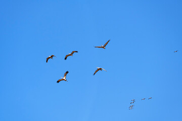 Sandhill cranes (Grus canadensis) in flight; Crane Trust; Nebraska - 772653504