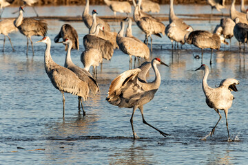 Sandhill cranes (Grus canadensis) in Platte River dancing;  Crane Trust;  Nebraska - 772653707