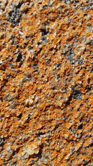 texture background of lichen on rock