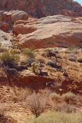 bighorn sheep in the desert