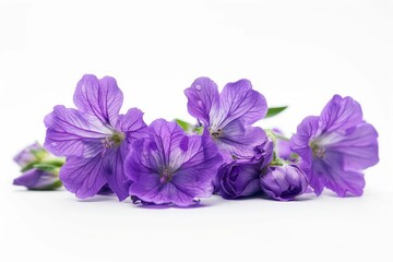 Naklejka na ściany i meble Purple flowers on white background photo, floral still life, vibrant contrasting colors, nature photography