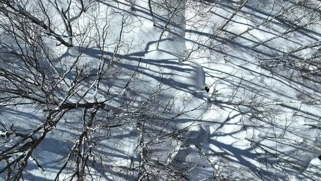Aerial establishing shot of Japan snowy valley near the Nagano Myoko Yamanochi region. Top down shot of camera slowly flying over forest, camera close to top of trees. Snow and water below.