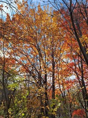 Sun peaking through colorful autumn leaves