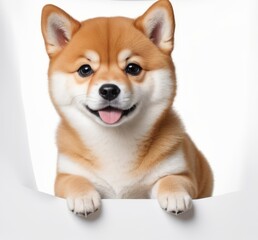 Obraz premium Portrait funny and happy shiba inu puppy dog peeking out from behind a white banner