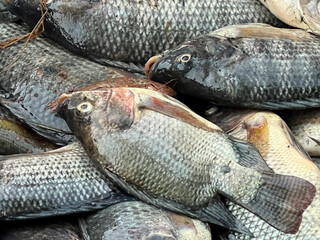 fresh tilapia fish in the market