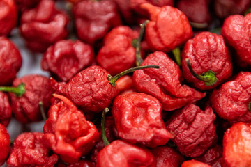 Carolina Reaper, the hottest chili pepper in the world