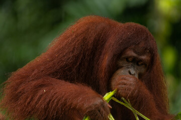 Adult orangutan busy with eating leaves on a rainy day, close up portrait
