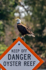 A Bald Eagle with a Fish in it's Talon on A Channel Marker