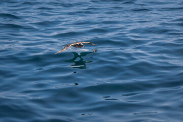 seabird flying low over water 