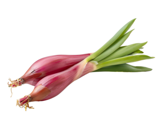 Shallot with a leaf, seen from the front. png file of isolated cutout object with white background