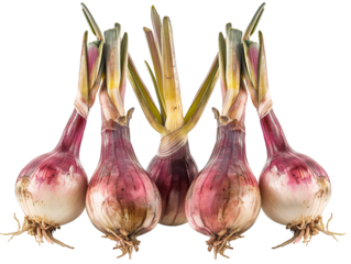 Shallot with a leaf, seen from the front. png file of isolated cutout object with white background