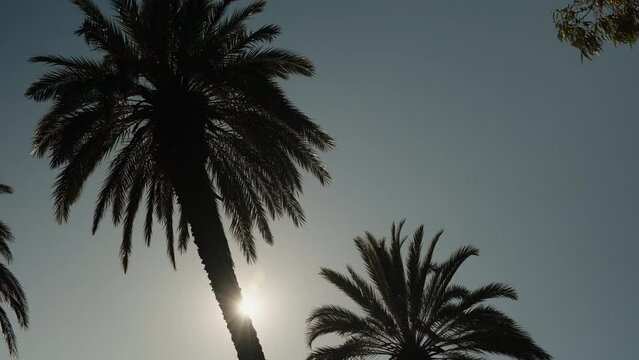 Background of palm tree silhouettes in the shade swaying in the wind, with sunlight occasionally breaking through.
