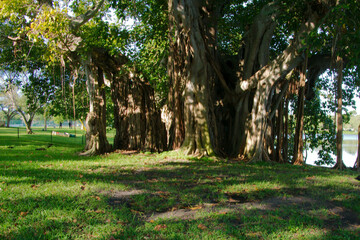 Horizontal shot Multiple Banyan Trees in the afternoon in St. Petersburg, FL Crescent Lake Park with green grass in foreground. Tall roots hanging down towards the ground.
