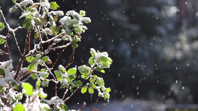 A tree with snow on it is shown in the rain. The snow is falling on the tree and the leaves are wet. Scene is peaceful and serene, as the snow and rain create a calming atmosphere
