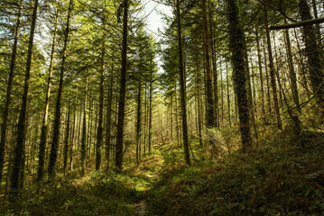 Beautiful forest in winter