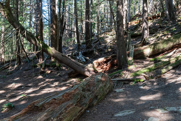 magnificent Canadian nature forest park in summer peace and quiet serene atmosphere walk through the beautiful forest