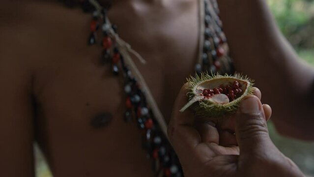 Achiote used for Face Painting of the Huaoranis in Amazon River Rainforest