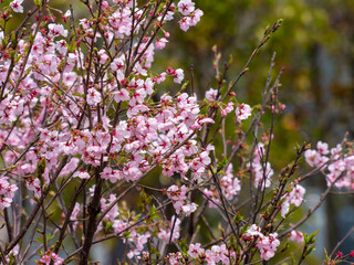 道路沿いに咲くピンク色の桜