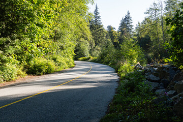 Fototapeta na wymiar country asphalt road in the park green trees