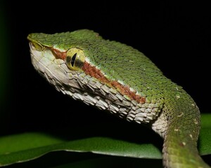 Tropidolaemus wagleri, more commonly known as Wagler's pit viper, is a species of venomous snake, a...