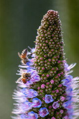Closeup of flying bees with flowers