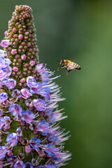 Closeup of flying bees with flowers