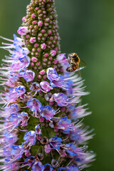 Closeup of flying bees with flowers