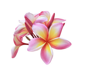 Plumeria or Frangipani or Temple tree flower. Close up single pink-yellow plumeria flowers bouquet isolated on transparent background.